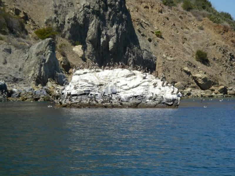 Kelp beds and rocky point at Hen Rock Cove, Catalina Island